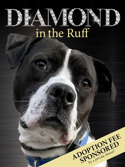 COOPER LIZMAN - Pointer / Terrier available for adoption