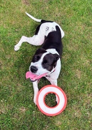 COOPER LIZMAN - Pointer / Terrier available for adoption