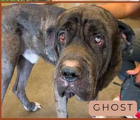 Ghost SCAS - Photo 9