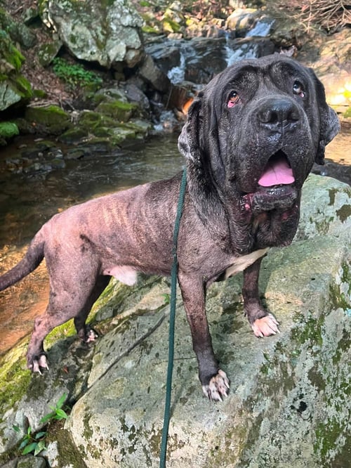 GHOST SCAS - Neapolitan Mastiff / Great Dane available for adoption