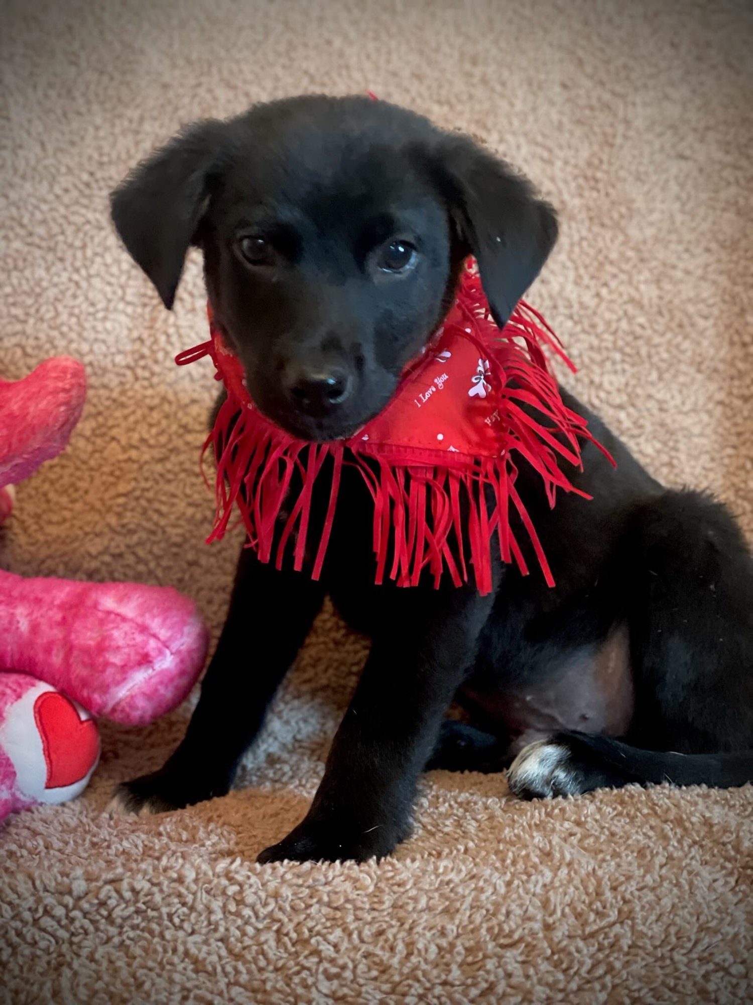BROOKS LONESTAR - Labrador Retriever available for adoption