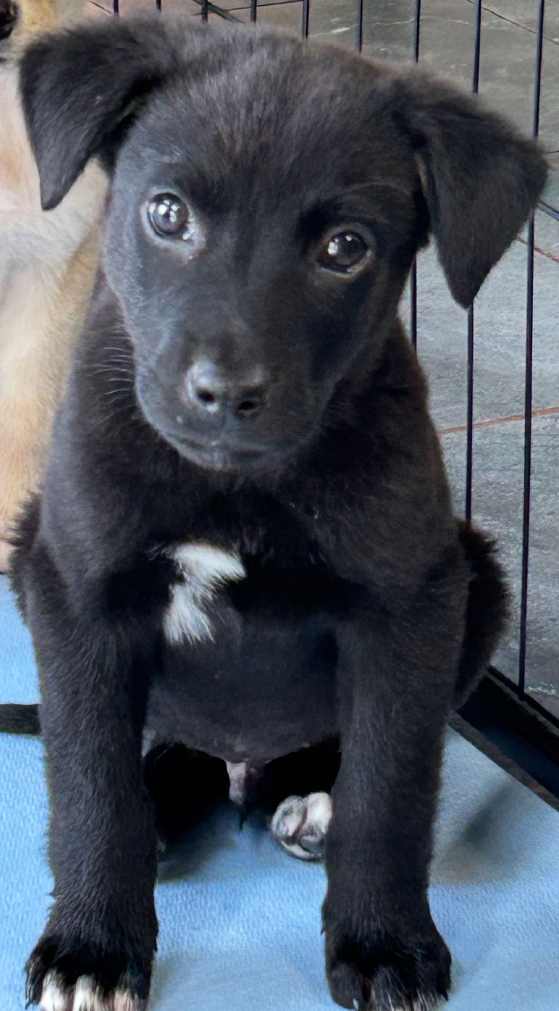 BROOKS LONESTAR - Labrador Retriever available for adoption