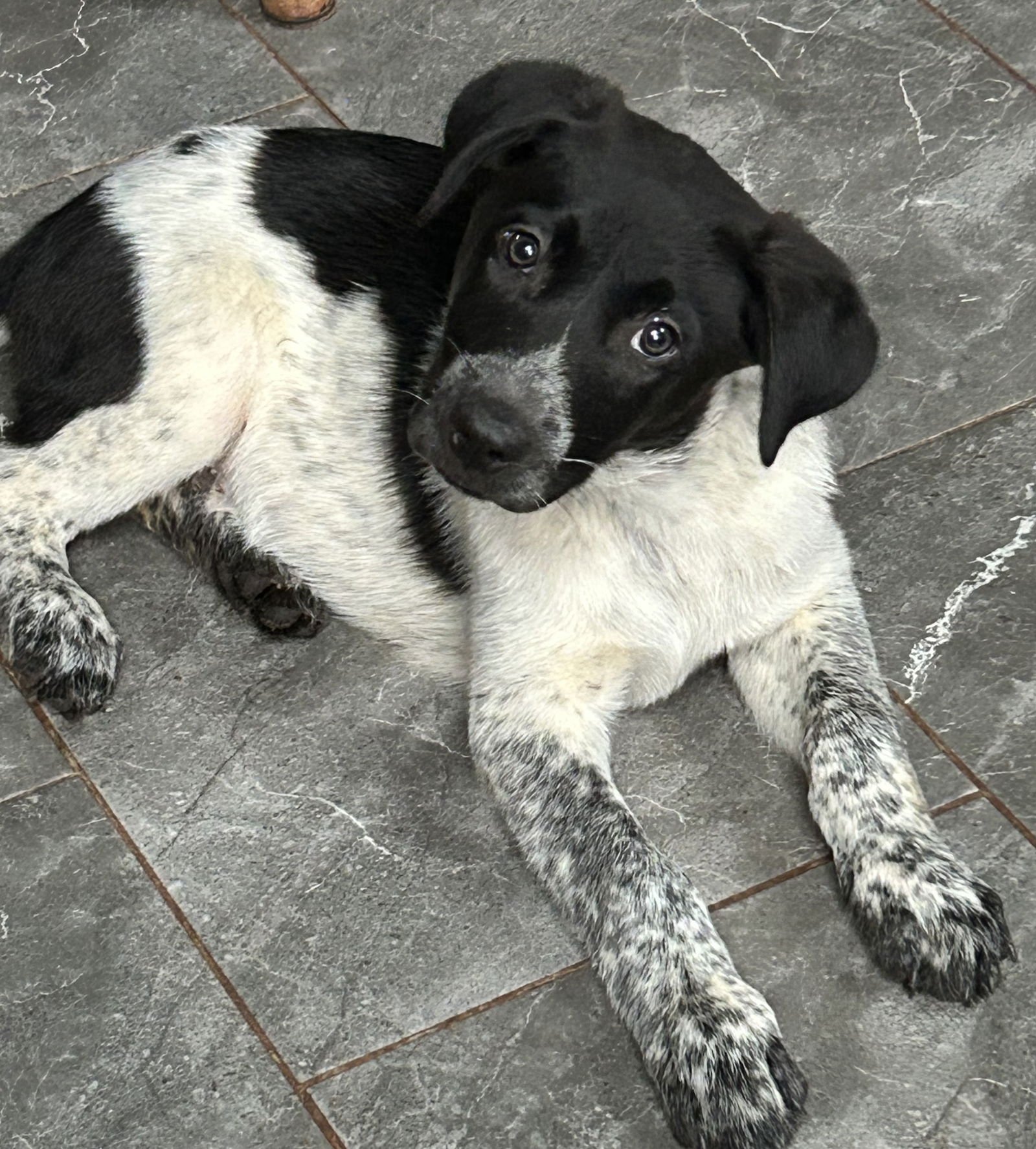 BRUISER LONESTAR - Pointer available for adoption