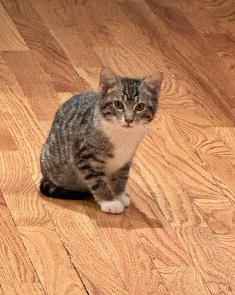 BUCKET KITTEN - Domestic Short Hair available for adoption