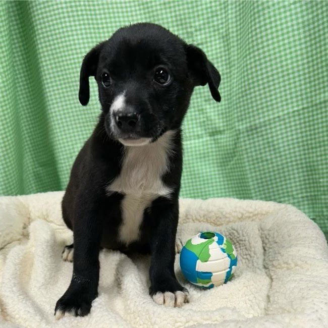 FREYA LOUISIANA - Catahoula Leopard Dog available for adoption