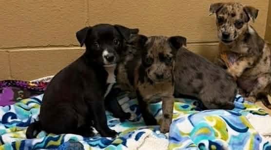 FREYA LOUISIANA - Catahoula Leopard Dog available for adoption