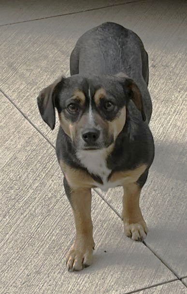 MAPLE SCAS - Beagle available for adoption