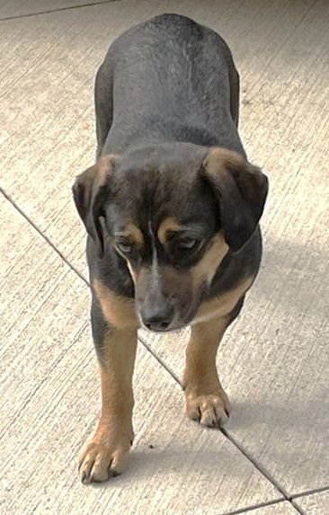 MAPLE SCAS - Beagle available for adoption