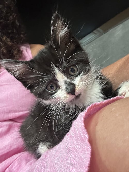 BAM KITTEN