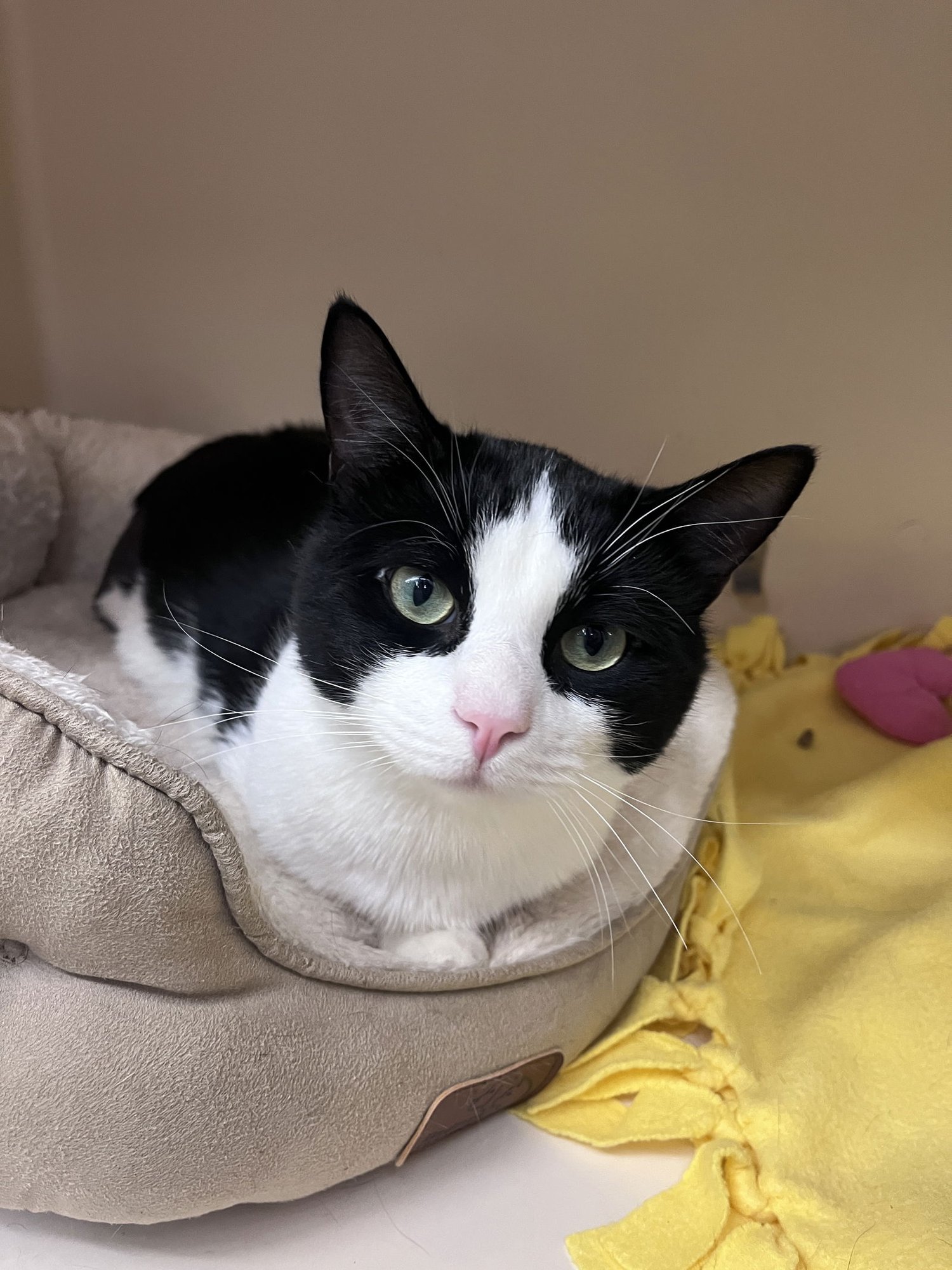 DOMINO TRIPOD RM - Domestic Short Hair available for adoption