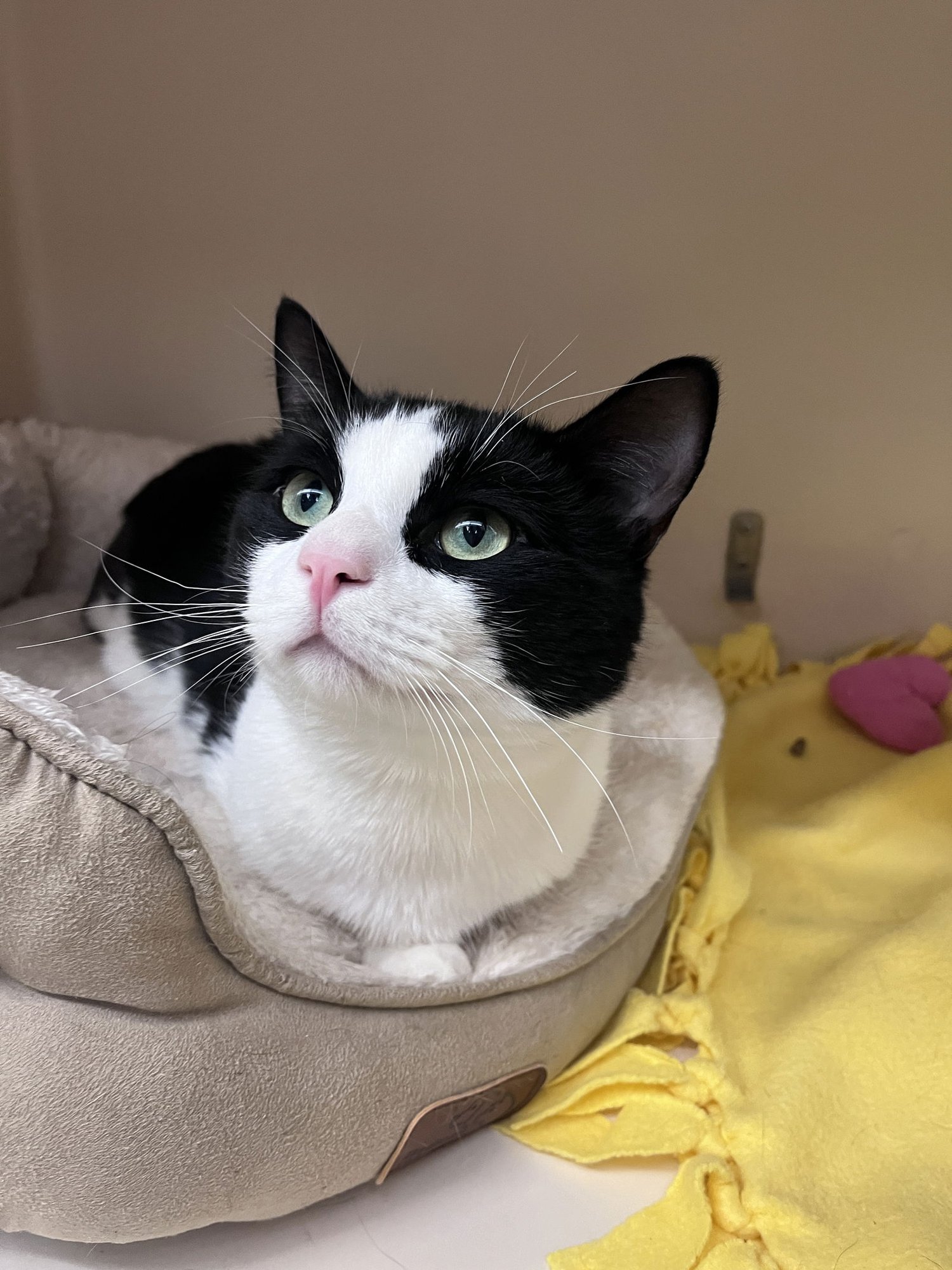 DOMINO TRIPOD RM - Domestic Short Hair available for adoption