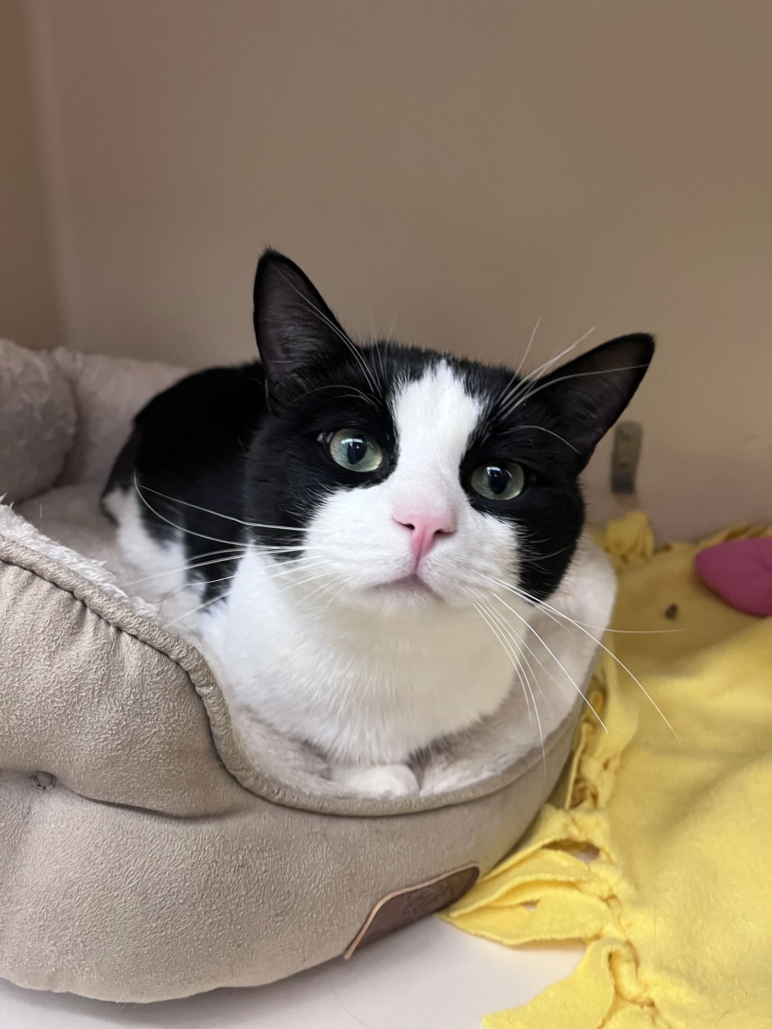 Domino TRIPOD RM - Photo 3