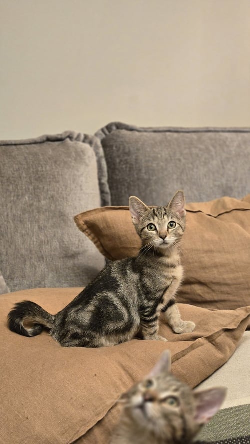 RAVEN'S BUGGIE KITTEN