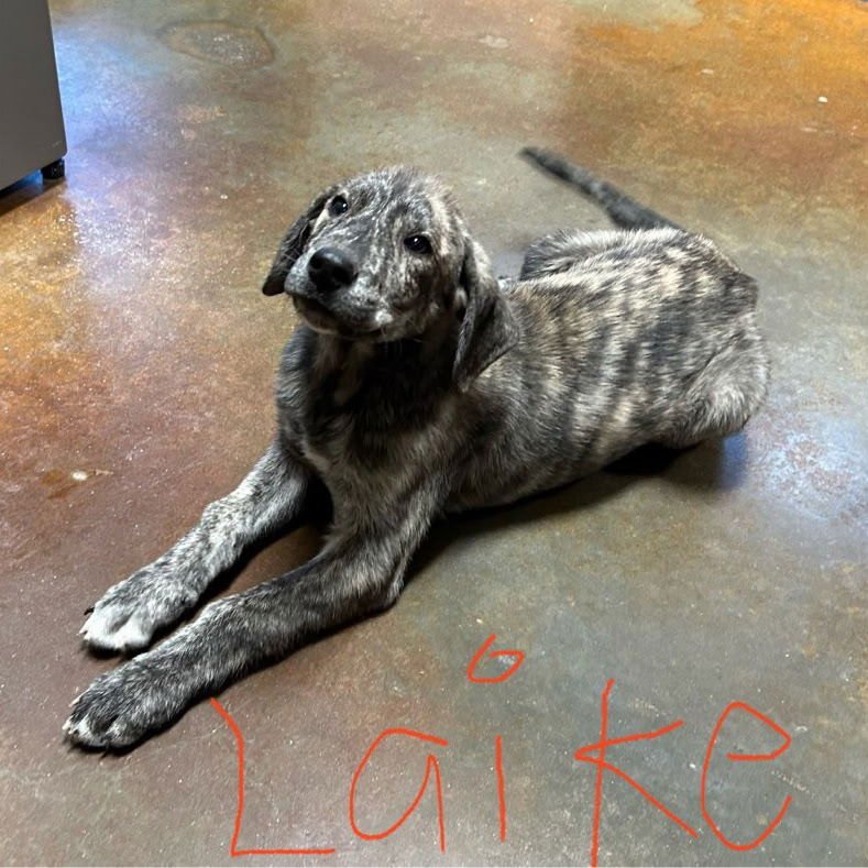 LAIKE LOUISIANA - Plott Hound available for adoption