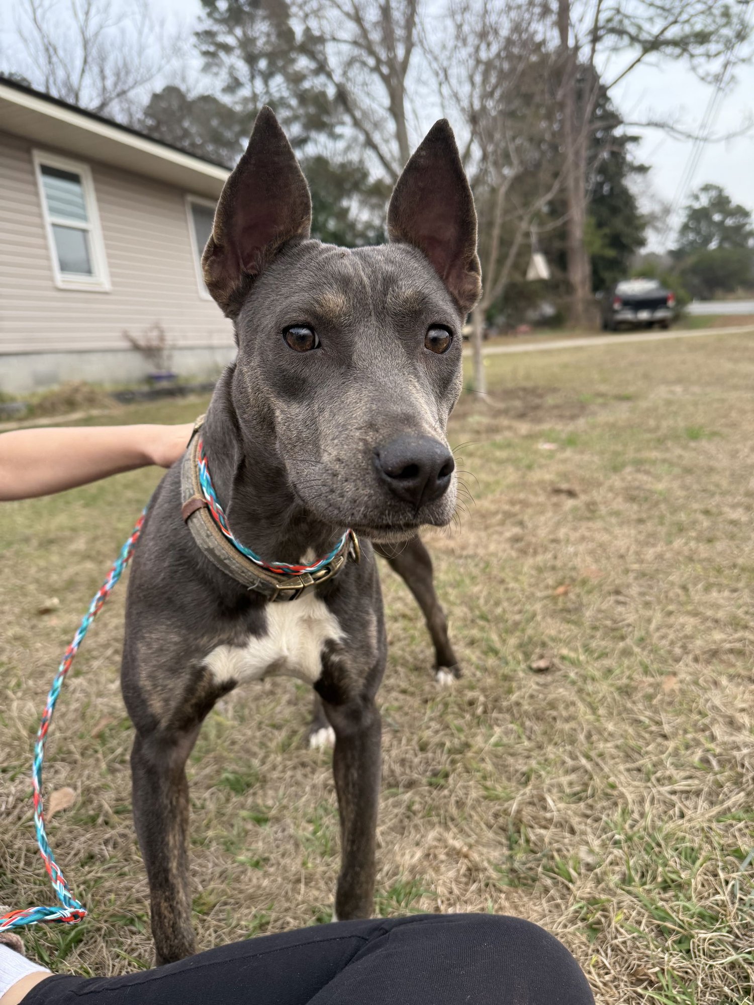 DAHLIA DIXON - Pit Bull Terrier available for adoption