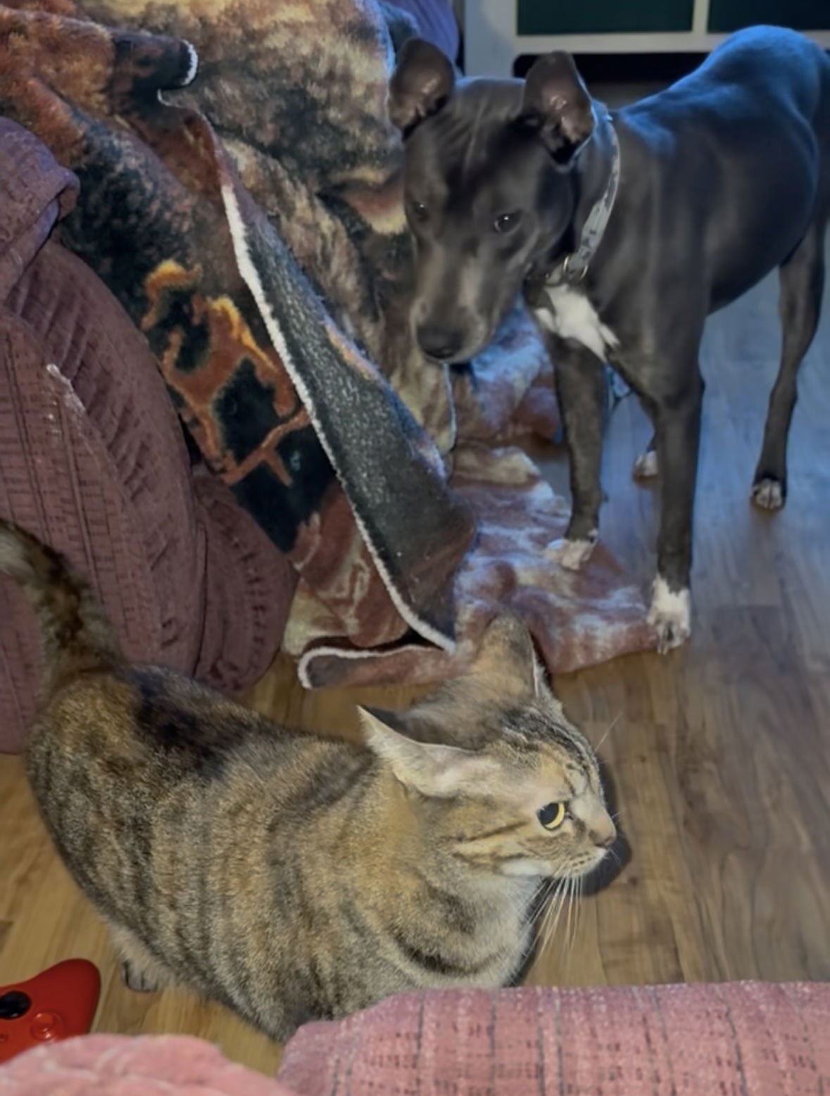 DAHLIA DIXON - Pit Bull Terrier available for adoption