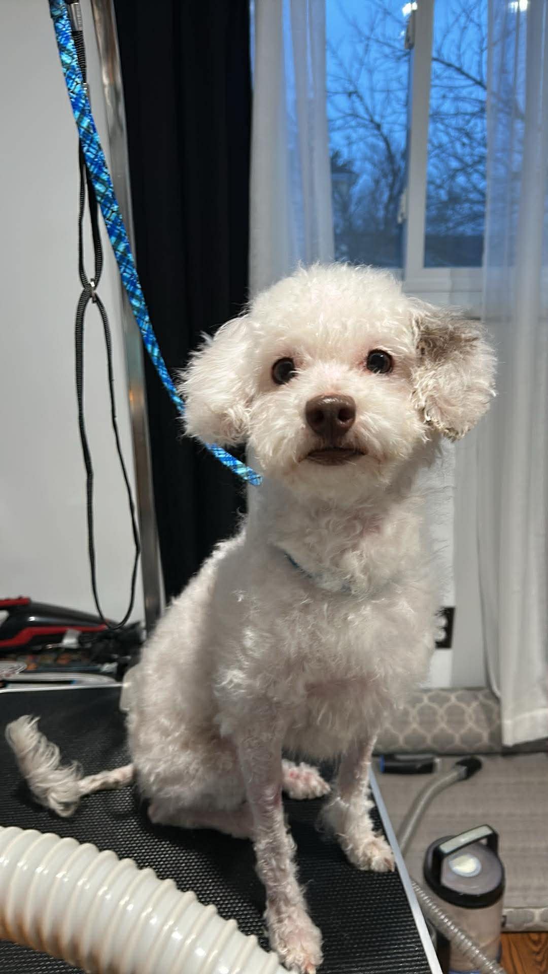 ELLA NJ - Poodle (Miniature) available for adoption