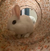 Luna's Pluto RABBIT - Photo 3