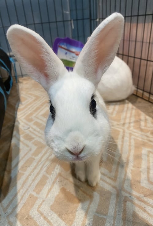 LUNA'S PLUTO RABBIT - Hotot available for adoption