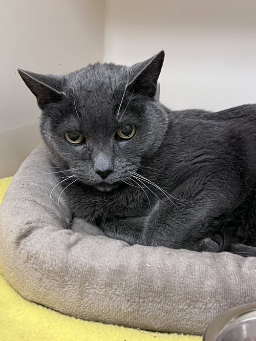 KIRBY RM - Domestic Short Hair available for adoption