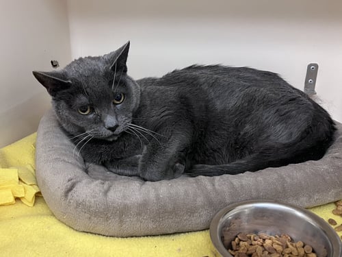 KIRBY RM - Domestic Short Hair available for adoption