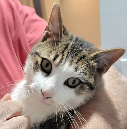 ANDY RM - Domestic Short Hair available for adoption