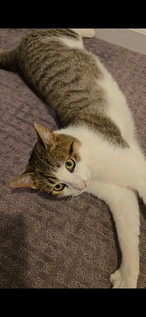 ANDY RM - Domestic Short Hair available for adoption