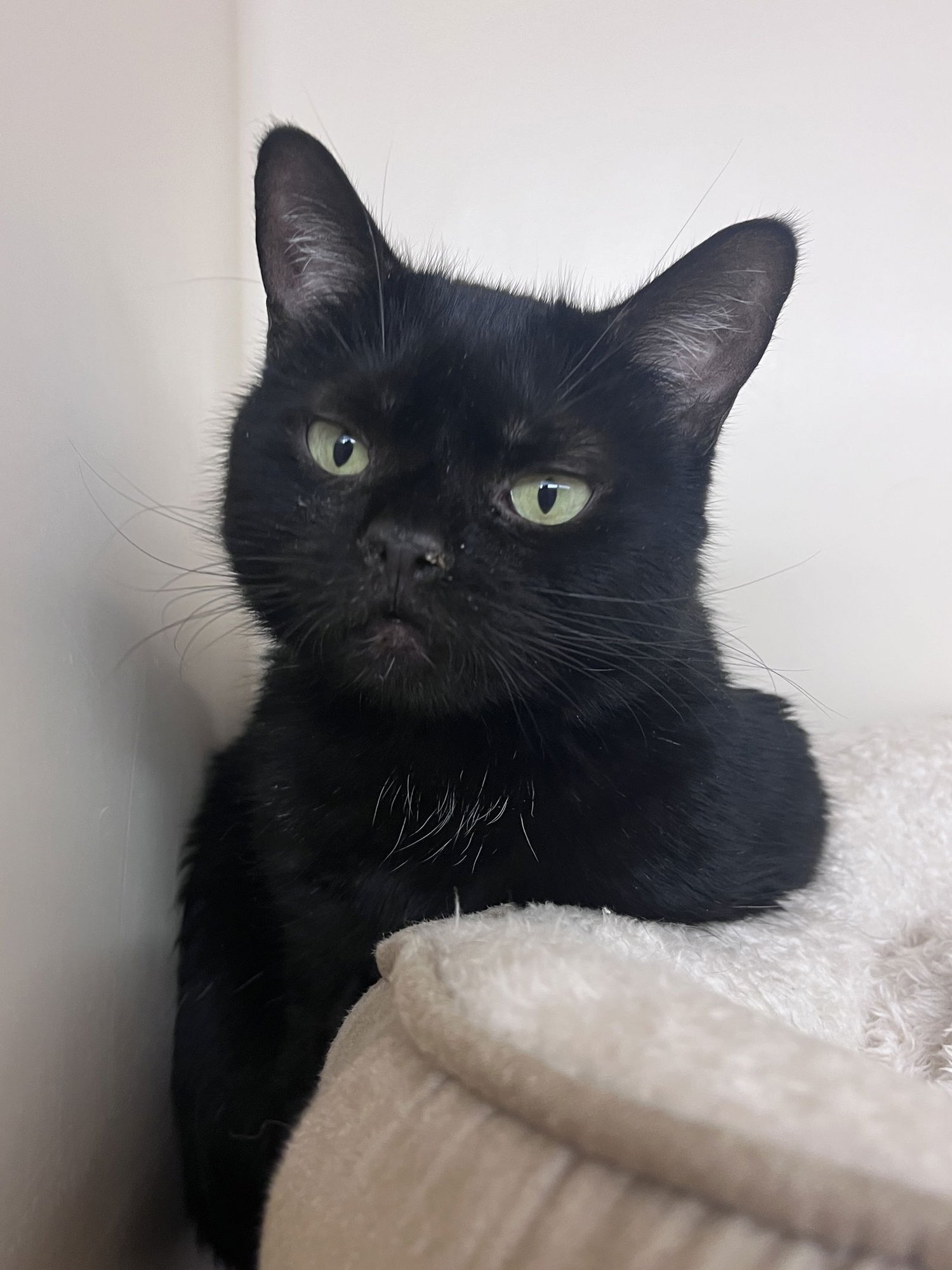 KODA RM - Domestic Short Hair available for adoption