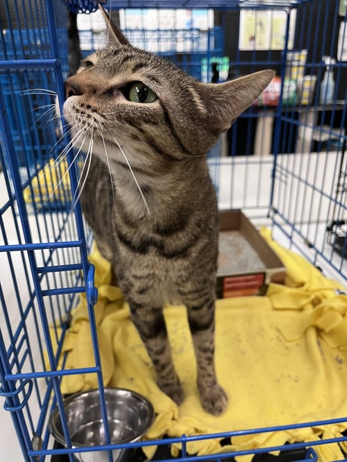 POOKIE - Domestic Short Hair / Bengal available for adoption