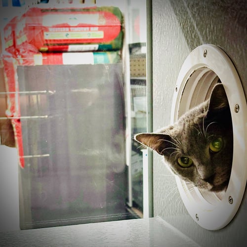 DELPHINE KPS - Domestic Short Hair available for adoption
