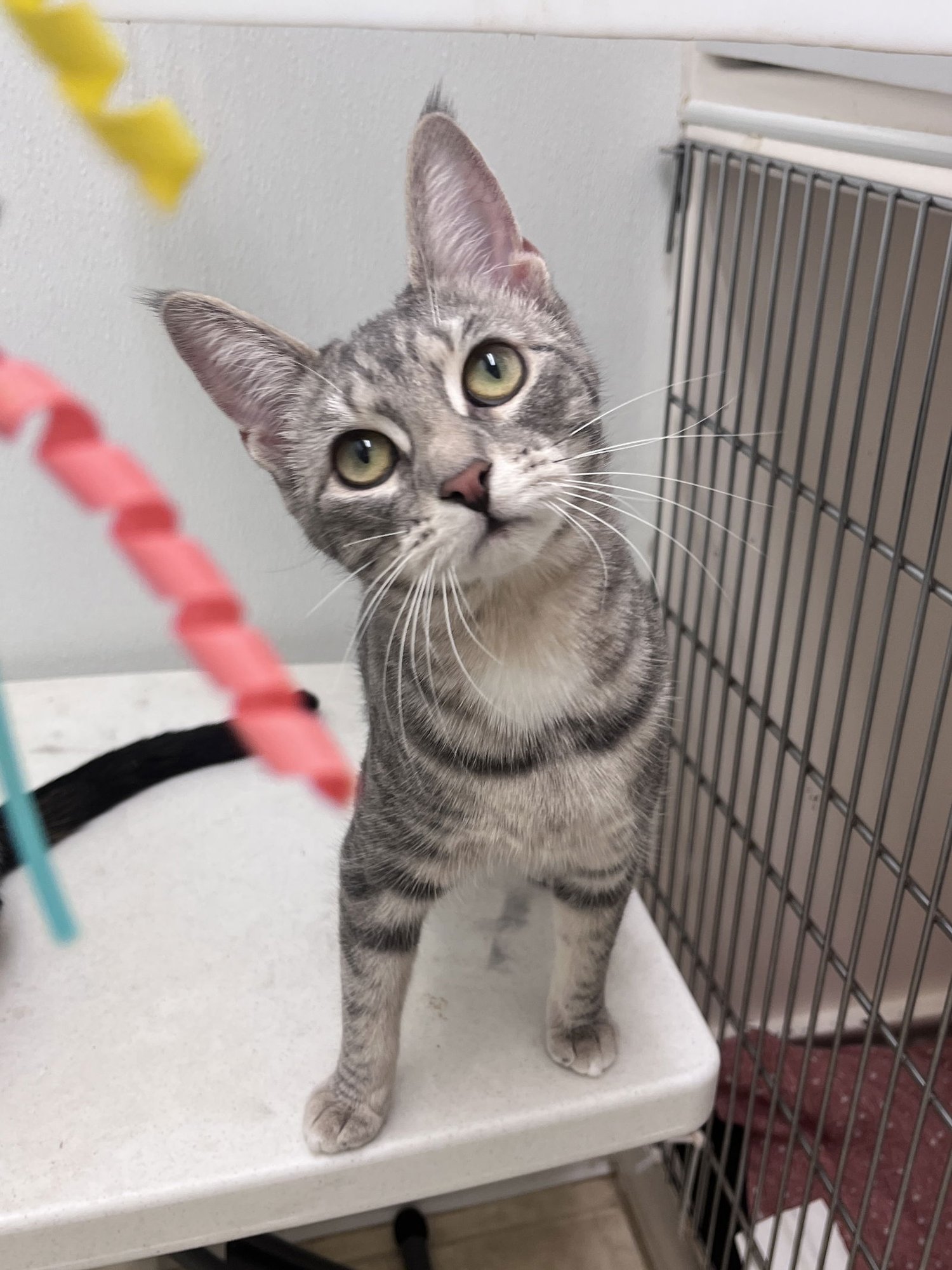 CLOUD - Domestic Short Hair available for adoption