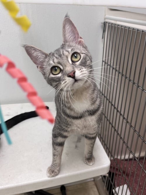 CLOUD - Domestic Short Hair available for adoption