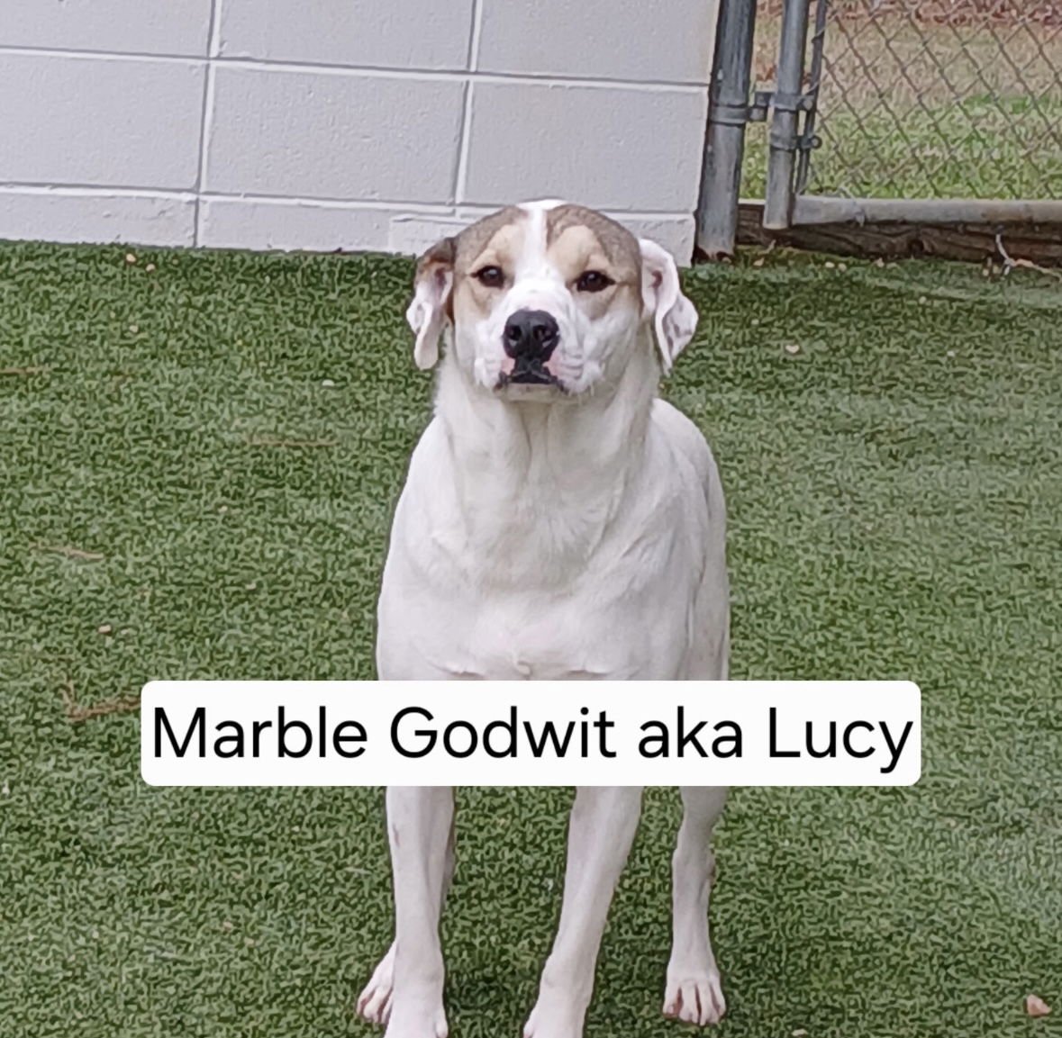 MARBLE DIXON - Labrador Retriever available for adoption