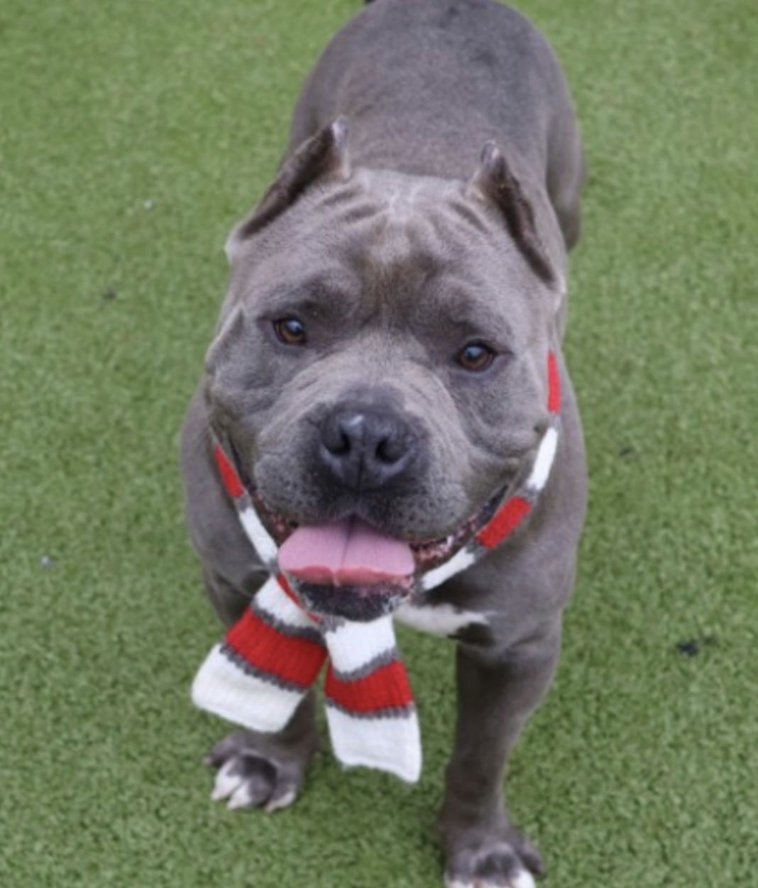 CHUBBS ATHENS - American Staffordshire Terrier available for adoption