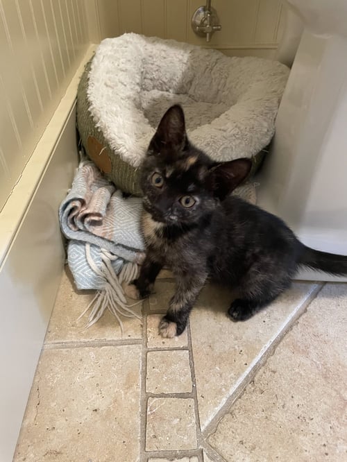 ROSIE KITTEN - Domestic Short Hair available for adoption