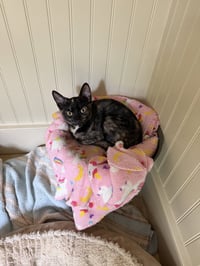 Rosie KITTEN - Photo 1