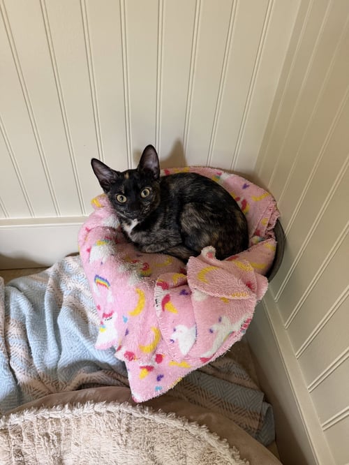 ROSIE KITTEN - Domestic Short Hair available for adoption