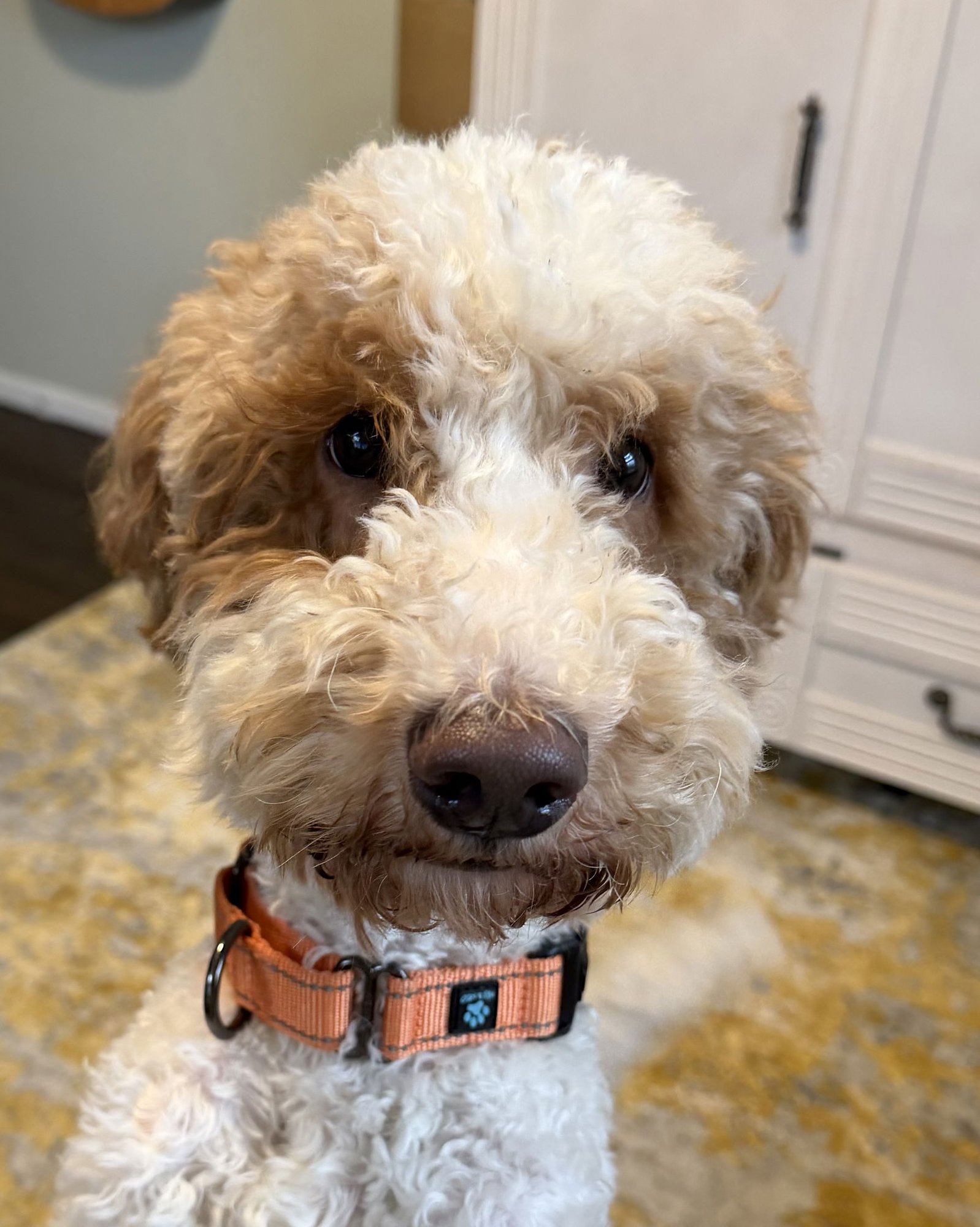 LEO NJ - Poodle (Standard) available for adoption