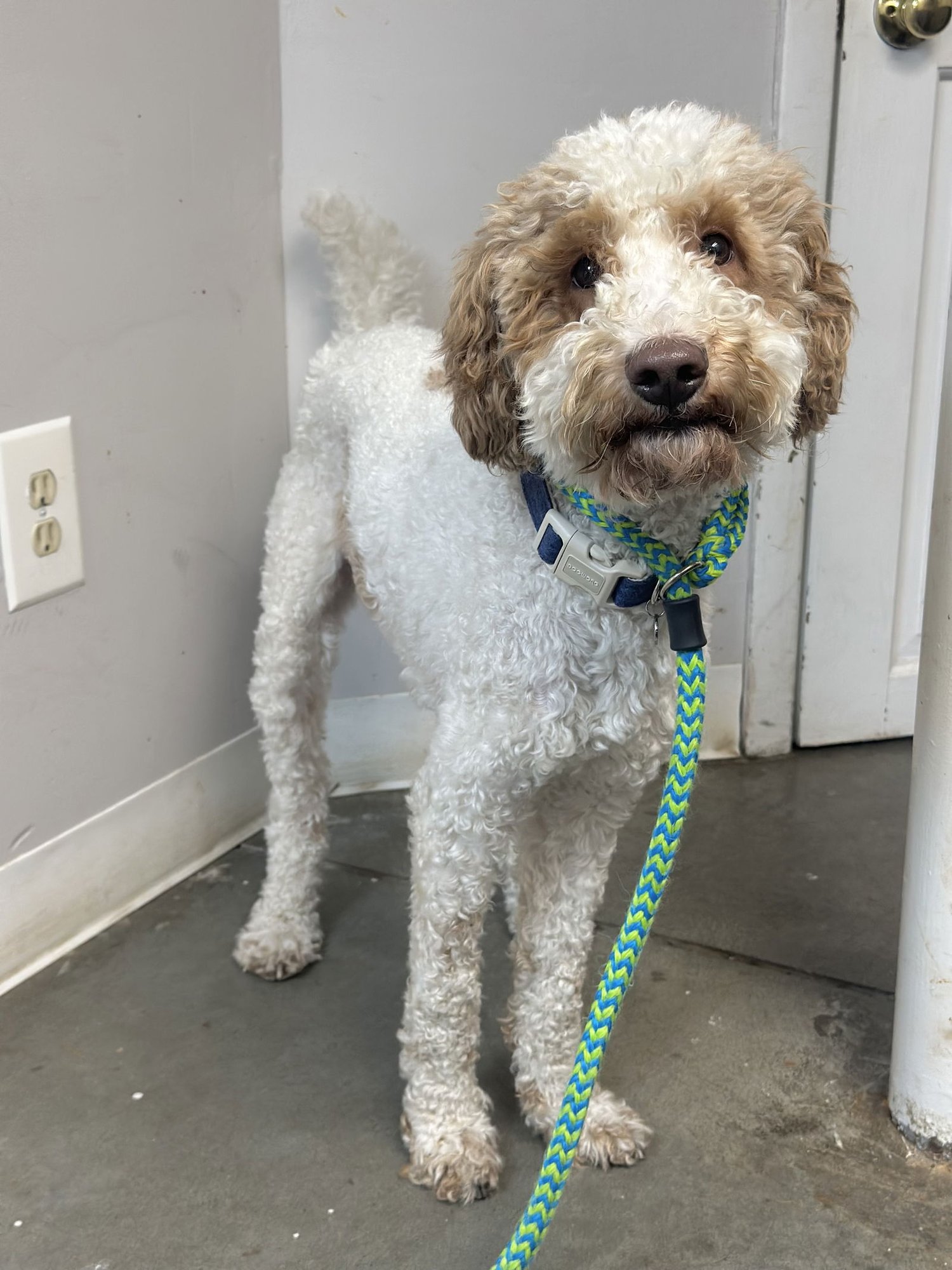 LEO NJ - Poodle (Standard) available for adoption