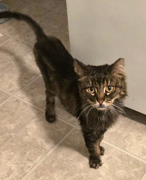 BITSY - Domestic Short Hair available for adoption