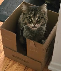 Bitsy - Photo 3