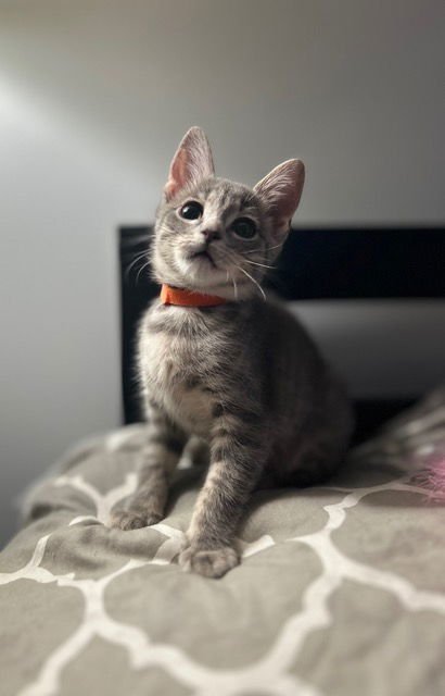 NADIA'S MILO KITTEN - Domestic Short Hair available for adoption