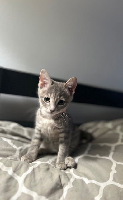 NADIA'S MILO KITTEN - Domestic Short Hair available for adoption