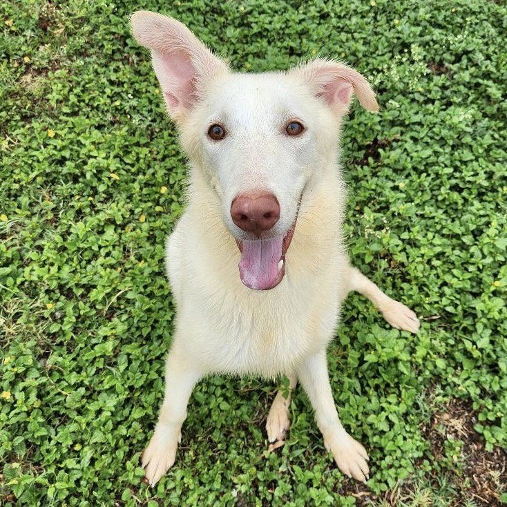 Islarose GCH Image