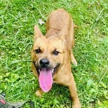 TONKA RDS - Corgi / Shepherd available for adoption