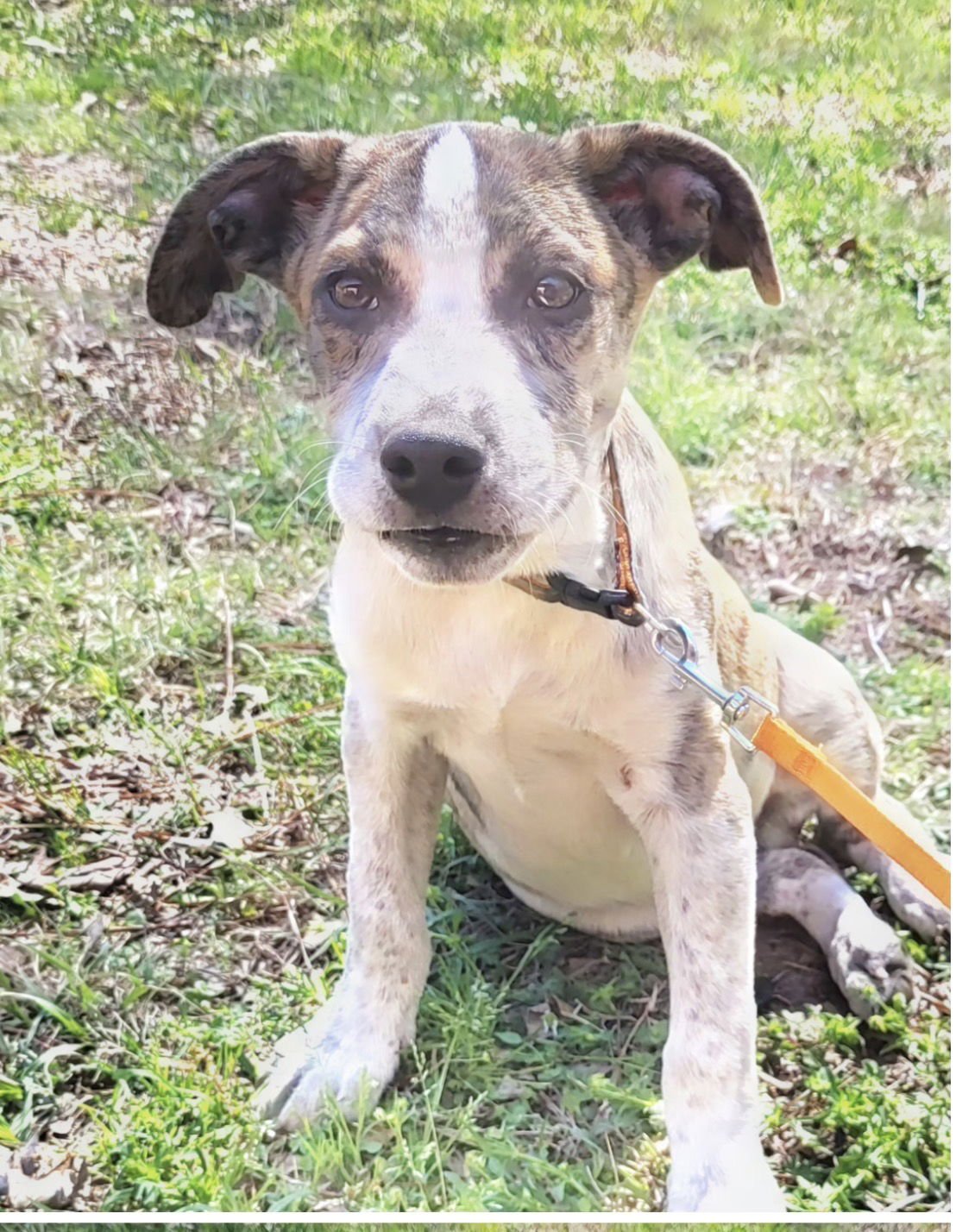 HEATH LONESTAR - Catahoula Leopard Dog available for adoption