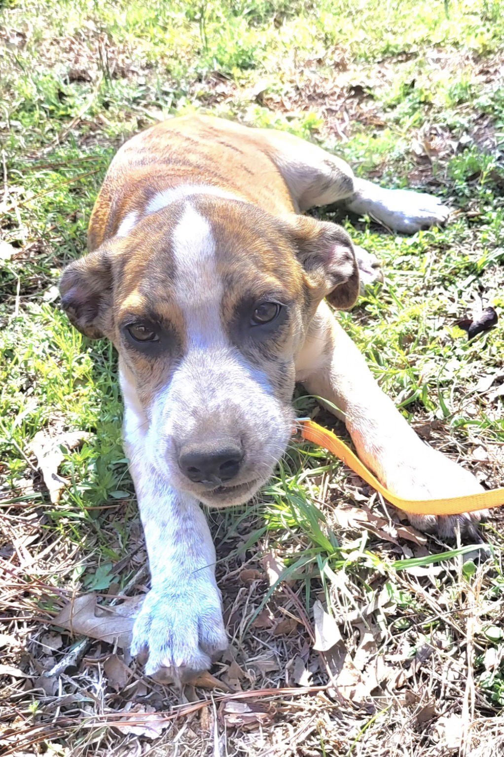 HEATH LONESTAR - Catahoula Leopard Dog available for adoption
