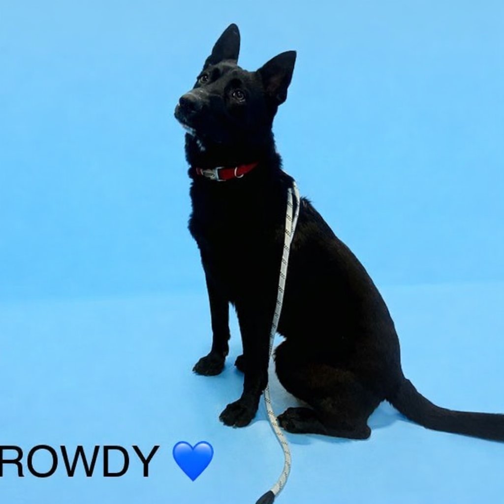 ROWDY LONESTAR - Shepherd available for adoption