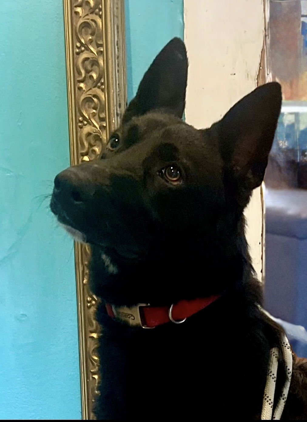 ROWDY LONESTAR - Shepherd available for adoption