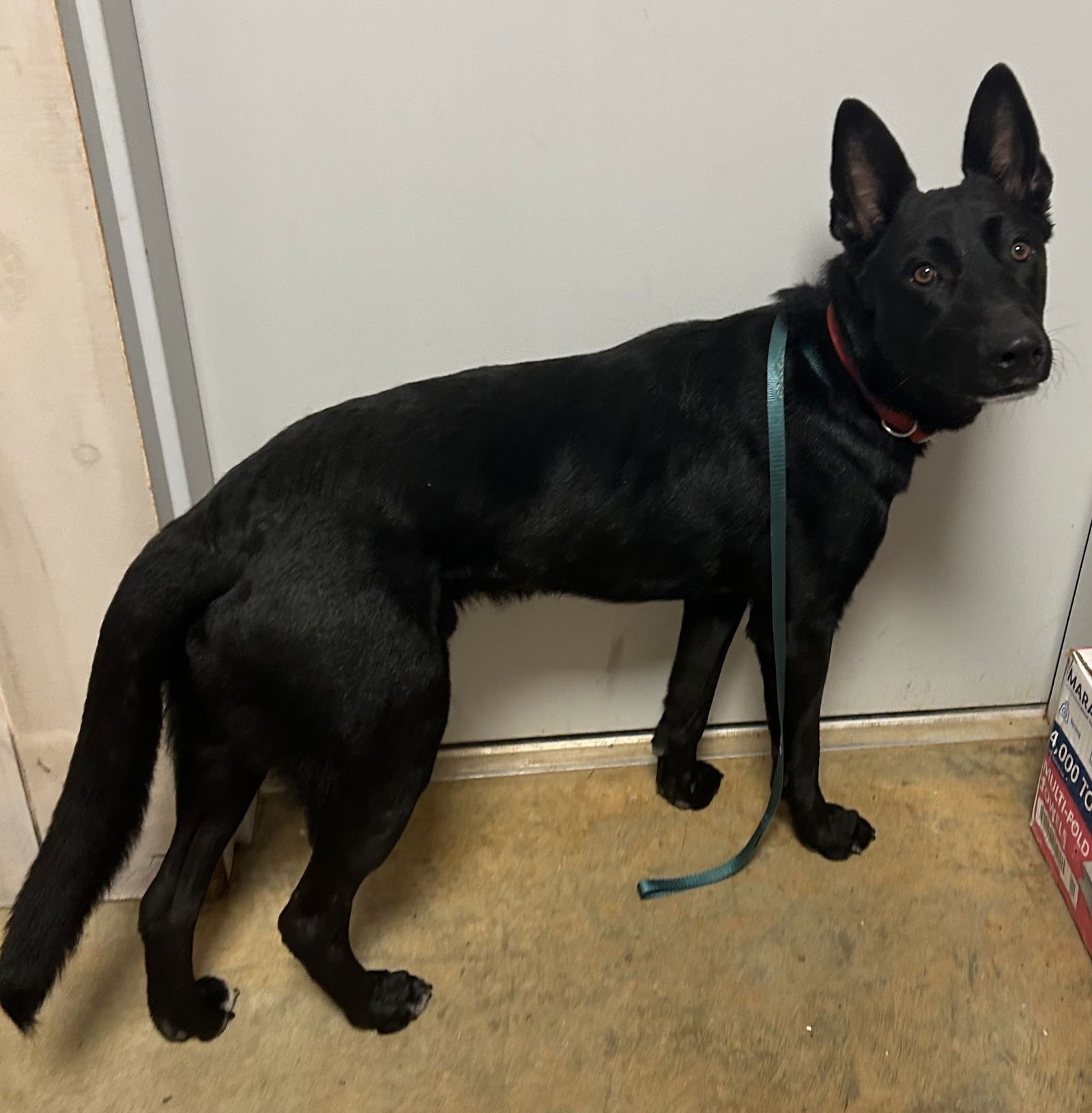 Rowdy Lonestar - Photo 3